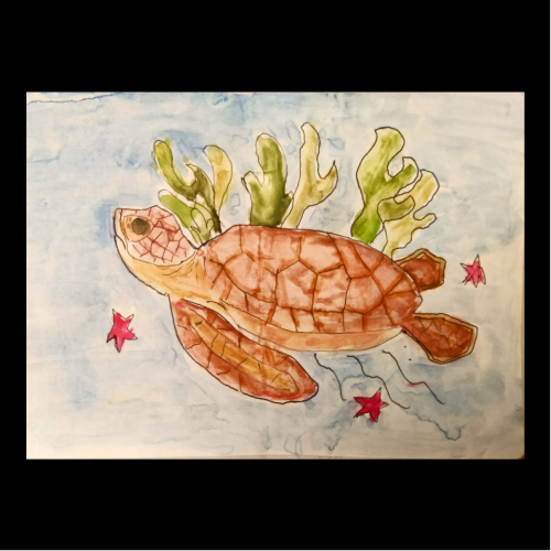 Marine-Turtle