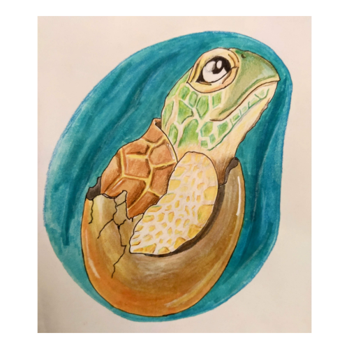 Tortoise