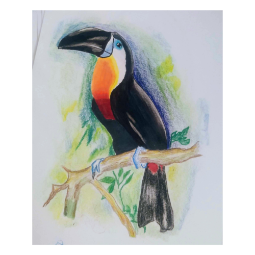 Toucan